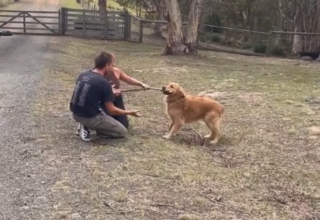 Illustration de l'article : Le bonheur pur capturé en vidéo : Un chien revoit sa famille après 7 mois de séparation