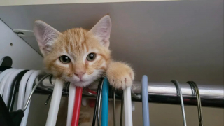 Illustration de l'article : Un chaton secouru après avoir provoqué un accident sur un pont s'offre un nouveau départ grâce à un couple bienveillant