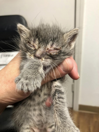 Illustration de l'article : 2 chatons en détresse lors d’une tornade tombent entre les mains de bénévoles qui vont changer leur vie