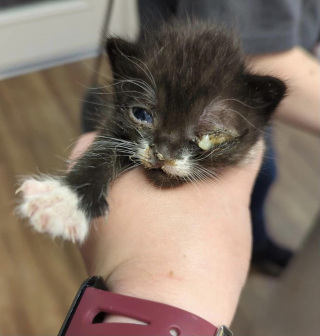 Illustration de l'article : 2 chatons en détresse lors d’une tornade tombent entre les mains de bénévoles qui vont changer leur vie