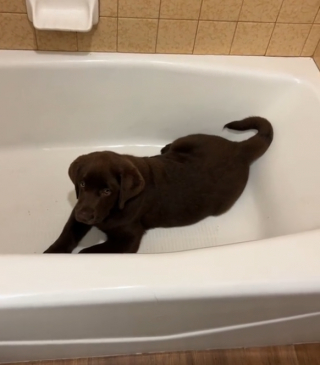 Illustration de l'article : Depuis qu'il a pris son premier bain, ce Labrador ne cesse de retourner dans la baignoire pour en profiter encore (vidéo)