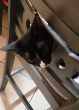 Illustration de l'article : Un pauvre chaton se retrouve avec la tête complètement coincée dans une chaise (vidéo)
