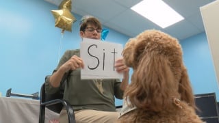 Illustration de l'article : Un Goldendoodle ayant appris à lire rejoint un club de lecture et en devient la mascotte