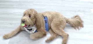 Illustration de l'article : Un Goldendoodle ayant appris à lire rejoint un club de lecture et en devient la mascotte