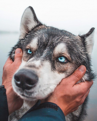 Illustration de l'article : 16 photos montrant tout l’attachement des Chien-Loup à leurs maîtres