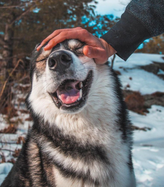 Illustration de l'article : 16 photos montrant tout l’attachement des Chien-Loup à leurs maîtres