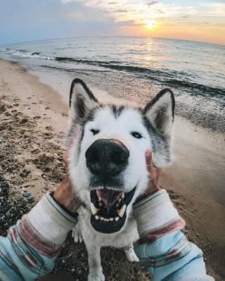 Illustration de l'article : 16 photos montrant tout l’attachement des Chien-Loup à leurs maîtres