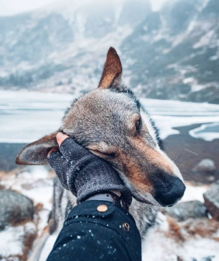 Illustration de l'article : 16 photos montrant tout l’attachement des Chien-Loup à leurs maîtres