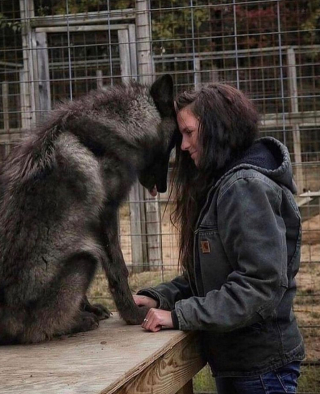 Illustration de l'article : 16 photos montrant tout l’attachement des Chien-Loup à leurs maîtres