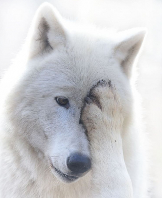 Illustration de l'article : 16 photos montrant tout l’attachement des Chien-Loup à leurs maîtres