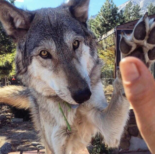 Illustration de l'article : 16 photos montrant tout l’attachement des Chien-Loup à leurs maîtres