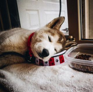 Illustration de l'article : 16 photos montrant tout l’attachement des Chien-Loup à leurs maîtres