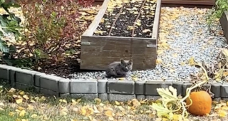 Illustration de l'article : Un chaton errant s'invite dans le jardin d'inconnus et fait une rencontre qui va changer sa vie (vidéo)