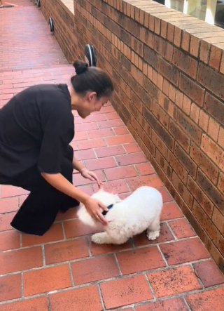 Illustration de l'article : L’émotion d’un chien en retrouvant sa propriétaire qui a passé un an à l’étranger (vidéo)