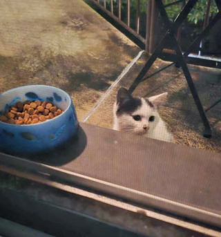 Illustration de l'article : Un chaton errant affamé s'invite sur un balcon dans l'espoir qu'on lui offre l'hospitalité