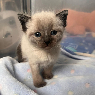 Illustration de l'article : Un chaton émet des cris si puissants qu’il réussit à sauver la vie de son frère et la sienne