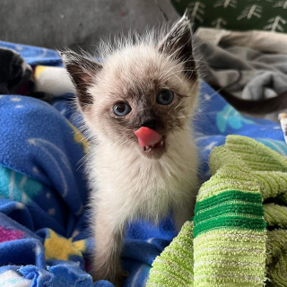 Illustration de l'article : Un chaton émet des cris si puissants qu’il réussit à sauver la vie de son frère et la sienne