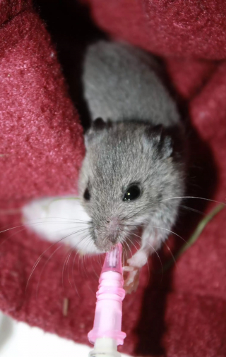 Illustration de l'article : Un groupe de souris "jardinières" offre un joli cadeau à ses bienfaiteurs avant de les quitter