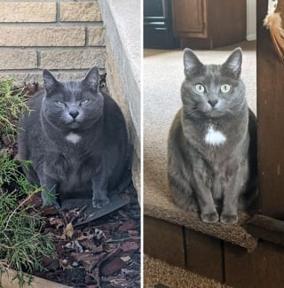 Illustration de l'article : 20 photos de chats, ayant subi une réelle métamorphose en perdant du poids