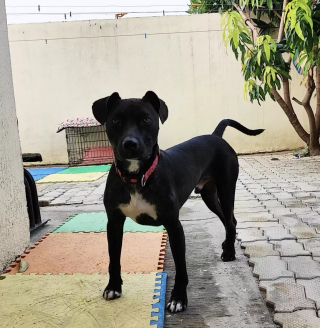 Illustration de l'article : Un chiot abandonné et attaché à un poteau attend désespérément qu'on lui tende la main