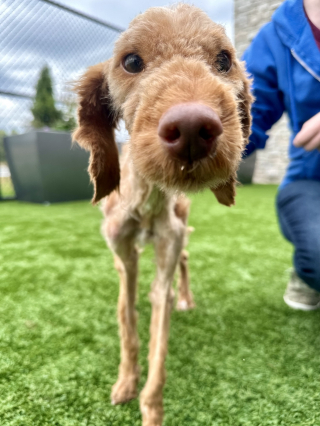 Illustration de l'article : Un chien squelettique recommence à marcher après avoir repris un peu de force dans le refuge qui l’a sauvé (vidéo)