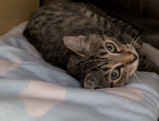 Illustration de l'article : Un chaton jeté dans une benne à ordures est adopté mais abandonné à nouveau le lendemain (vidéo)