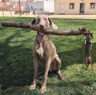 Illustration de l'article : Voici 20 photos montrant que les chiens sont nos meilleurs alliés pour nous faire sourire