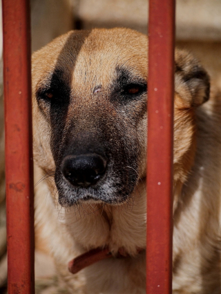 Illustration de l'article : Police et association au secours d'une quinzaine de chiens maltraités : leurs propriétaires jugés