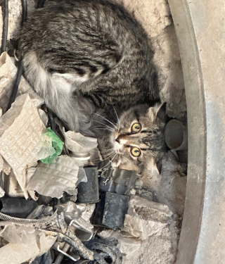 Illustration de l'article : Un chat errant coincé à la base d'une tour relais voit 2 individus approcher avec la ferme intention de l'aider