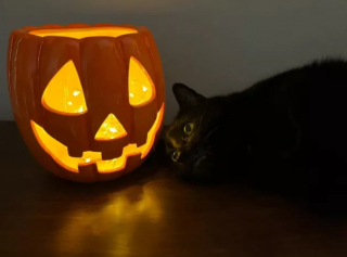 Illustration de l'article : 16 photos de chats noirs annonçant que la saison d’Halloween a commencé
