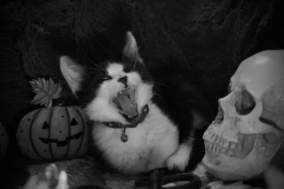 Illustration de l'article : 16 photos de chats noirs annonçant que la saison d’Halloween a commencé