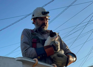 Illustration de l'article : Riverains mobilisés et électricité coupée dans tout le quartier pour tenter de secourir un chat coincé sur un poteau électrique