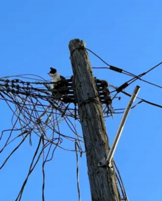 Illustration de l'article : Riverains mobilisés et électricité coupée dans tout le quartier pour tenter de secourir un chat coincé sur un poteau électrique