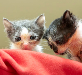 Illustration de l'article : Une chatte blessée et ses chatons malades découverts par un habitant inquiet qui prévient une association