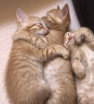 Illustration de l'article : L'adorable réaction de chatons blottis les uns contre les autres et dont le frère fait un cauchemar (vidéo)