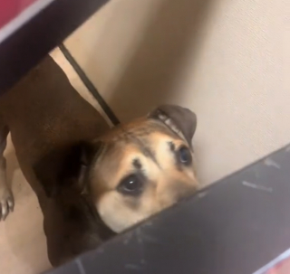Illustration de l'article : Les pleurs d'un chien quand il comprend qu'il retourne au refuge une semaine après son adoption (vidéo)
