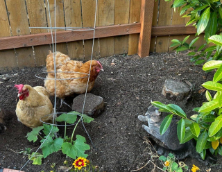 Illustration de l'article : Une femme découvre un chat chancelant dans son jardin et décide de lui venir en aide