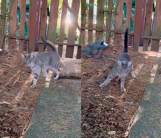 Illustration de l'article : Une femme découvre un chat chancelant dans son jardin et décide de lui venir en aide