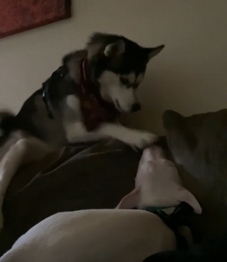 Illustration de l'article : Un Husky est frustré de ne pas réussir à réveiller son frère canin qui est sourd (vidéo)