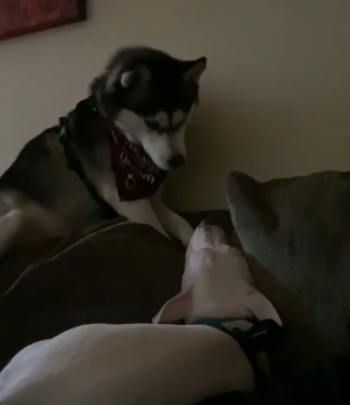 Illustration de l'article : Un Husky est frustré de ne pas réussir à réveiller son frère canin qui est sourd (vidéo)