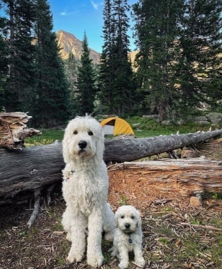 Illustration de l'article : 20 montages photos montrant que nos compagnons canins grandissent beaucoup trop vite