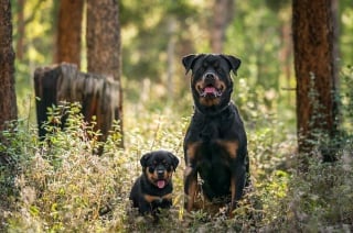 Illustration de l'article : 20 montages photos montrant que nos compagnons canins grandissent beaucoup trop vite