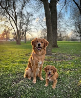 Illustration de l'article : 20 montages photos montrant que nos compagnons canins grandissent beaucoup trop vite