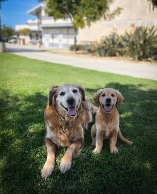 Illustration de l'article : 20 montages photos montrant que nos compagnons canins grandissent beaucoup trop vite