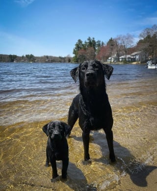 Illustration de l'article : 20 montages photos montrant que nos compagnons canins grandissent beaucoup trop vite