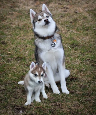 Illustration de l'article : 20 montages photos montrant que nos compagnons canins grandissent beaucoup trop vite