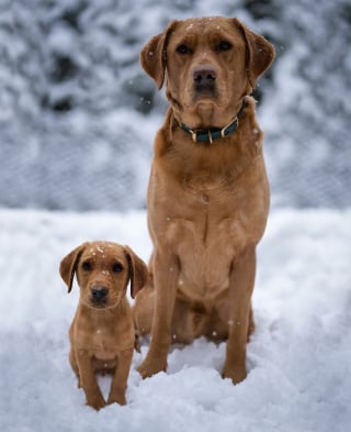 Illustration de l'article : 20 montages photos montrant que nos compagnons canins grandissent beaucoup trop vite