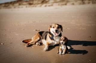 Illustration de l'article : 20 montages photos montrant que nos compagnons canins grandissent beaucoup trop vite