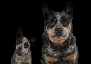 Illustration de l'article : 20 montages photos montrant que nos compagnons canins grandissent beaucoup trop vite