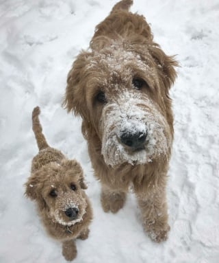 Illustration de l'article : 20 montages photos montrant que nos compagnons canins grandissent beaucoup trop vite